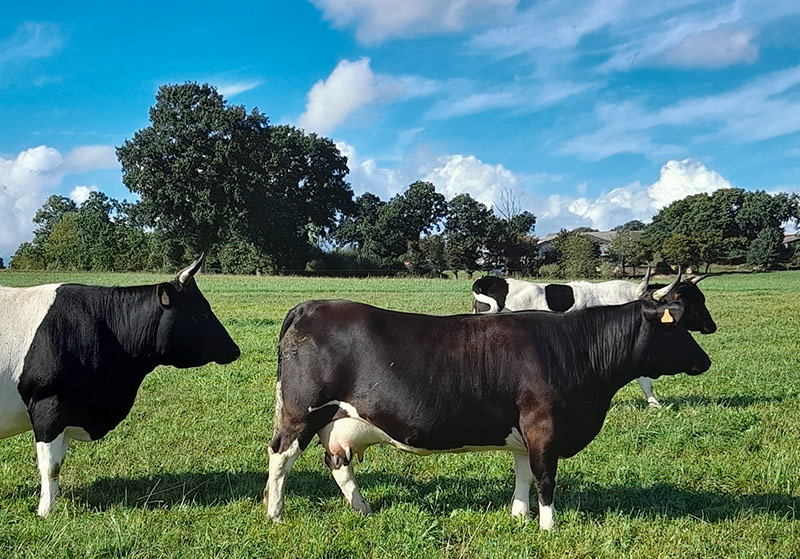 Notre magasin à la ferme propose des produits transformés sur place grâce à nos vaches Bretonnes pie noir